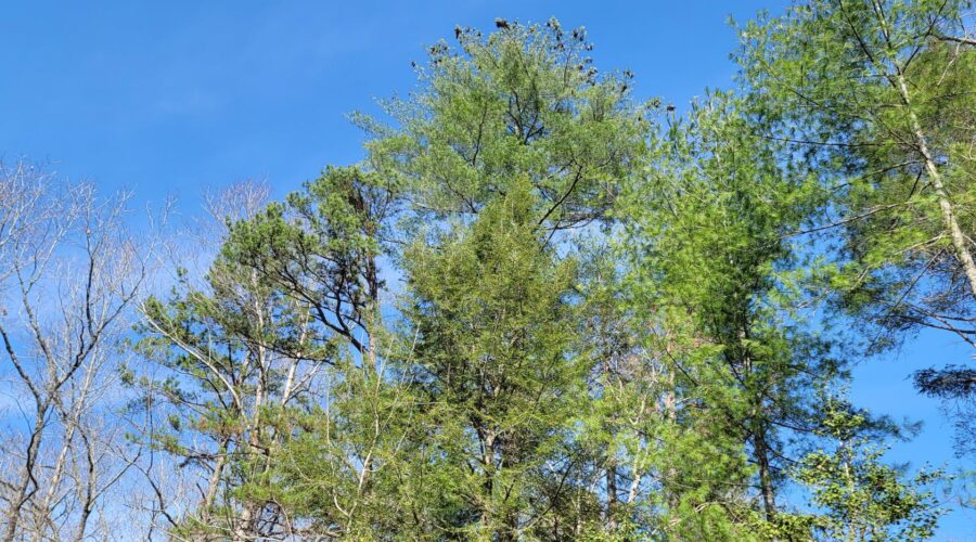 Lake Keowee Real Estate Expert Blog Enough Pollen Already!