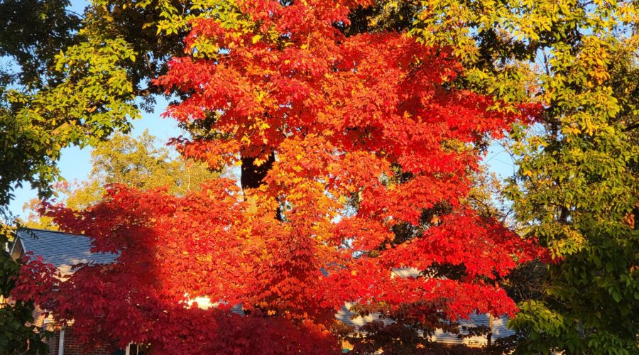 Lake Keowee Real Estate Expert Blog Shopping