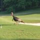 Lake Keowee Real Estate Expert Blog Back